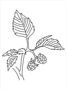 Raspberry leaf in the doodle style Stock Illustration