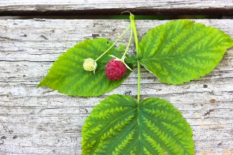 Raspberry leaf, freshly picked ripe sweet pink red berry on a woody background Stock Photos
