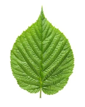 Raspberry leaf isolated on white background Foto stock