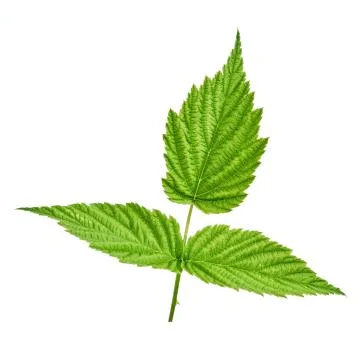 Raspberry leaf isolated on white background. Can be used as a blank for labeling Foto stock
