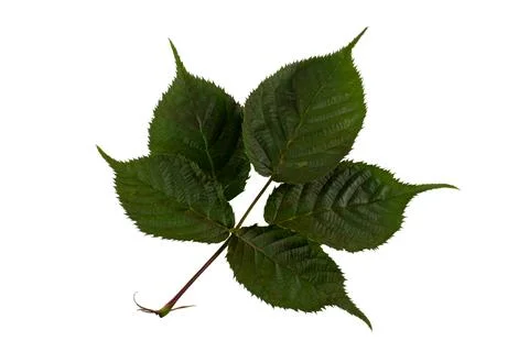 Raspberry leaf isolated on white background. Stock Photos