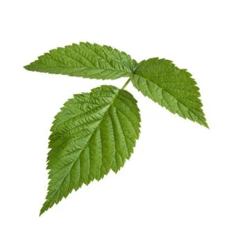 Raspberry leaf isolated on white Foto stock