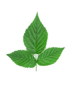 Raspberry leaf. Stock Photos