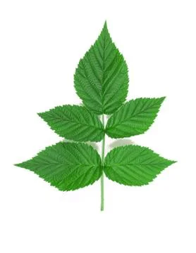 Raspberry leaf. Stock Photos