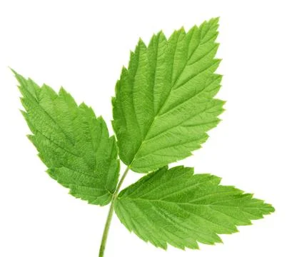 Raspberry leaf Foto stock