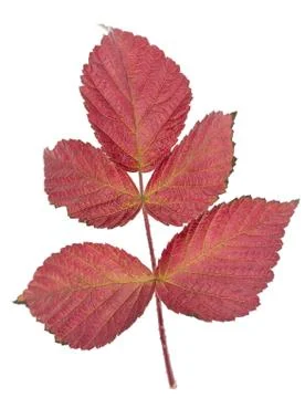 Raspberry leaf Stock Photos