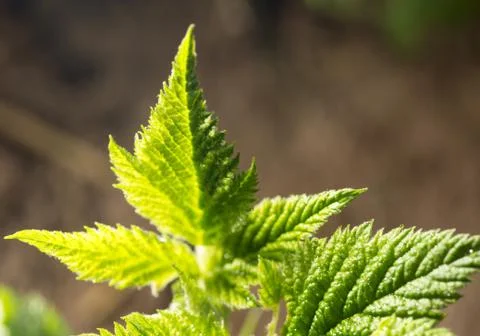 Raspberry leaf spring in nature. close-up Foto stock