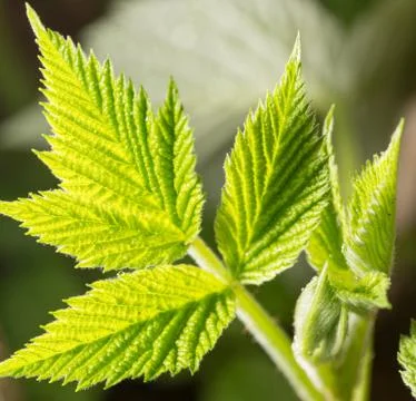Raspberry leaf spring in nature. close-up Stock Photos