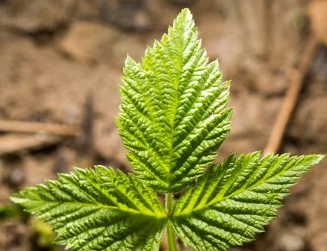 Raspberry leaf spring in nature. close-up Foto stock
