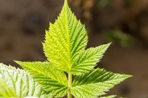 Raspberry leaf spring in nature. close-up Foto stock