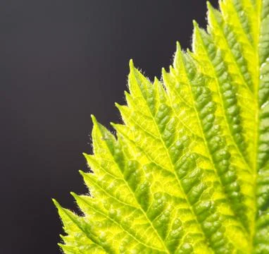 Raspberry leaf spring in nature. close-up Stock Photos