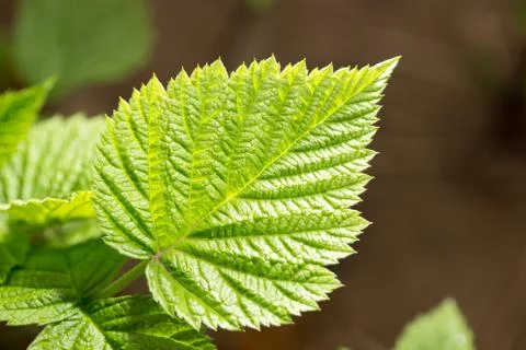 Raspberry leaf spring in nature. close-up Stock Photos