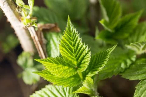 Raspberry leaf spring in nature. close-up Foto stock