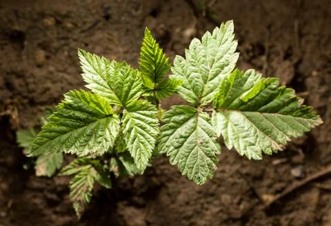 Raspberry leaf spring in nature. close-up Stock Photos