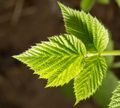 Raspberry leaf spring in nature. close-up Foto stock
