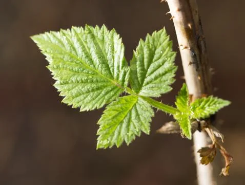 Raspberry leaf spring in nature. close-up Stock Photos