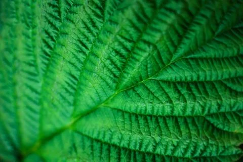 Raspberry leaf texture, pattern. Natural dark background Stock Photos