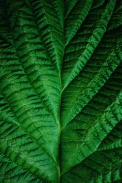 Raspberry leaf texture, pattern. Natural dark background 스톡 사진