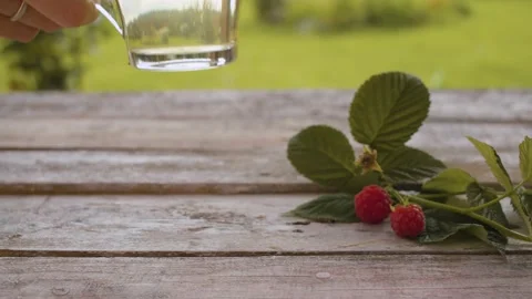 Raspberry leaf tisane Stock Footage 137794445