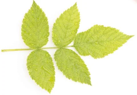 Raspberry leaf on a white background Stock Photos