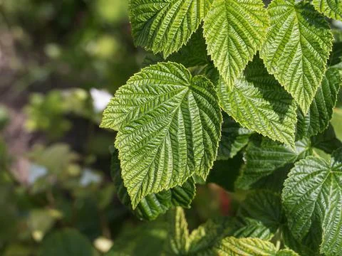 Raspberry leafs close-up growing in sunny garden rubus idaeus Foto stock
