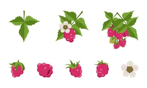 Raspberry with leaves and flowers Stock Illustration