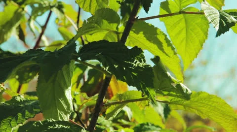 Raspberry leaves in autumn swaying wind 库存影片 24693961