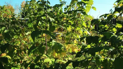 Raspberry leaves in autumn swaying wind 库存影片 24693974
