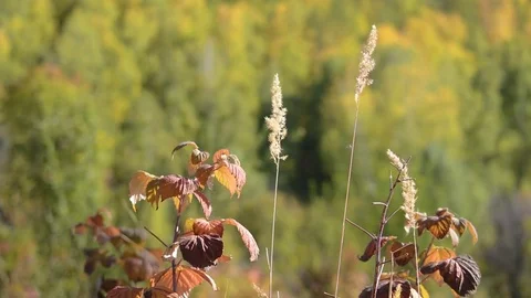 Raspberry leaves in autumn swaying wind Stock Footage 80224157