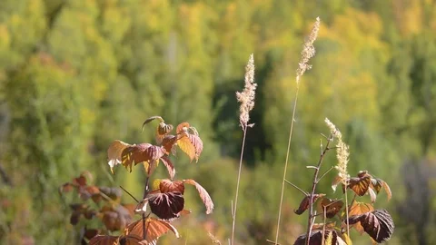 Raspberry leaves in autumn swaying wind Stock Footage 80226751
