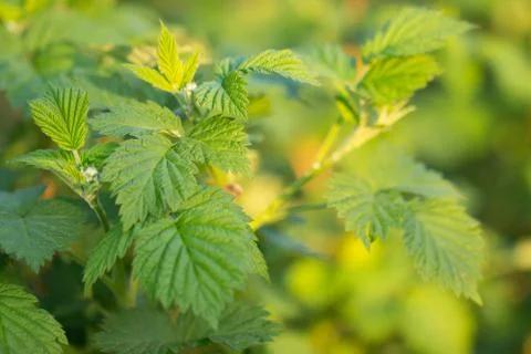 Raspberry leaves on bush Stock Photos