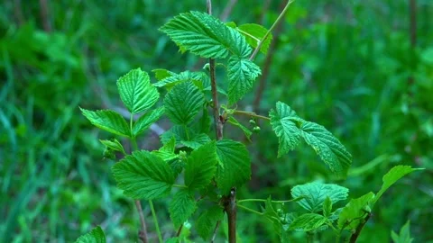 Raspberry leaves close-up. Green leaves. Stock Footage 337048967