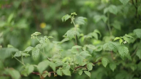 Raspberry leaves close up. Raspberries in summer in the garden without berries Stock Footage 197366476