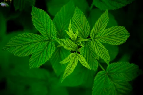 Raspberry Leaves in Deep Shadow4 Stock Photos