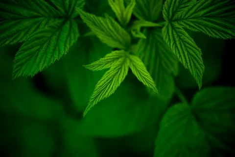 Raspberry Leaves in Deep Shadow4 Stock Photos
