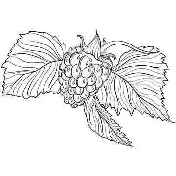 Raspberry with leaves in doodle style Illustrazione stock