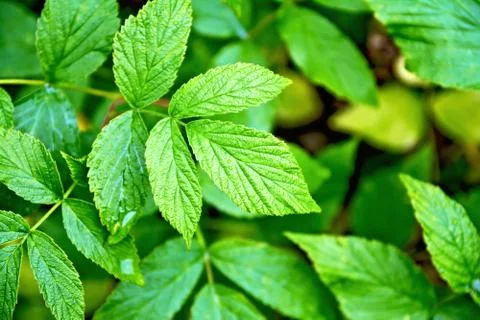 Raspberry leaves green Stock Photos