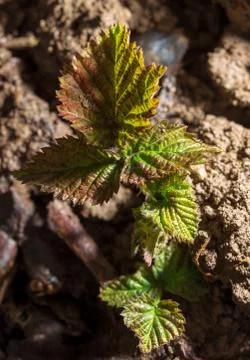 Raspberry leaves in the ground in spring Stock Photos