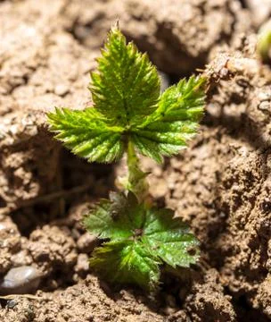 Raspberry leaves in the ground in spring Stock Photos