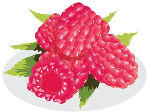 Raspberry with leaves isolated on white background. Stock Illustration