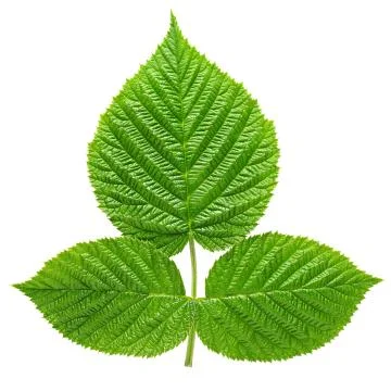 Raspberry leaves isolated on white background Foto stock