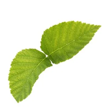 Raspberry leaves isolated on white background top view Foto stock