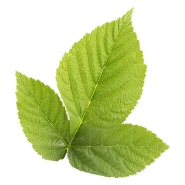 Raspberry leaves isolated on white background top view Stock-Fotos
