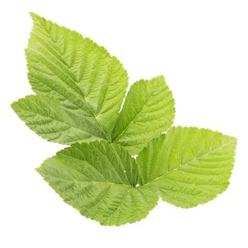 Raspberry leaves isolated on white background top view Stock Photos