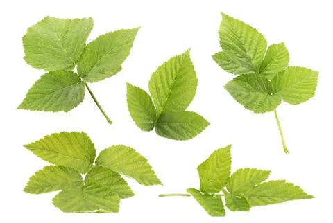 Raspberry leaves isolated on white background top view Stock Photos