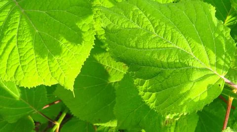 Raspberry leaves isolated on white background Foto stock