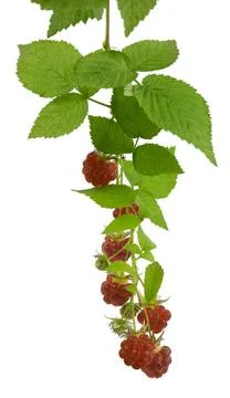 Raspberry with leaves isolated on white background. Ripe raspberries . Anti.. Stock Photos