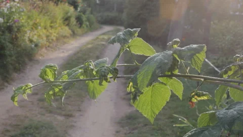 Raspberry leaves with morning dew in the rays of the rising sun sway in breeze. Video stock 111293312