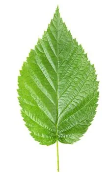 Raspberry leaves Stock Photos