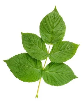 Raspberry leaves Foto stock